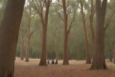 Árboles de eucalipto en un entorno sereno