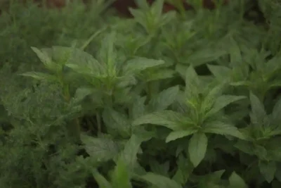 Plantas Milenrama mostradas junto con beneficios de salud y usos tradicionales en un entorno herbal.
