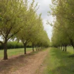 Visual de los árboles de pera con diversos insectos y plantas beneficiosas que los rodean
