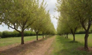 Visual de los árboles de pera con diversos insectos y plantas beneficiosas que los rodean