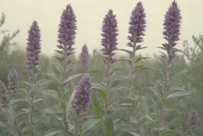 Ilustración de plantas de salvia junto a sus familiares
