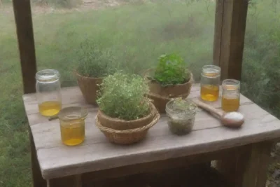 Un jardín herbal sereno con hojas verdes