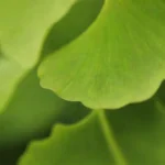 Cerca de hojas de ginkgo únicas en forma de abanico con colores verdes vibrantes.