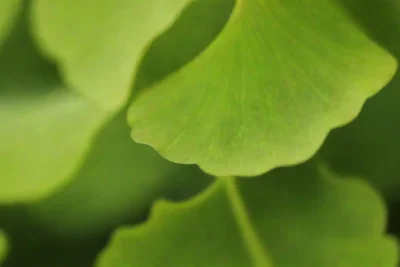 Cerca de hojas de ginkgo únicas en forma de abanico con colores verdes vibrantes.