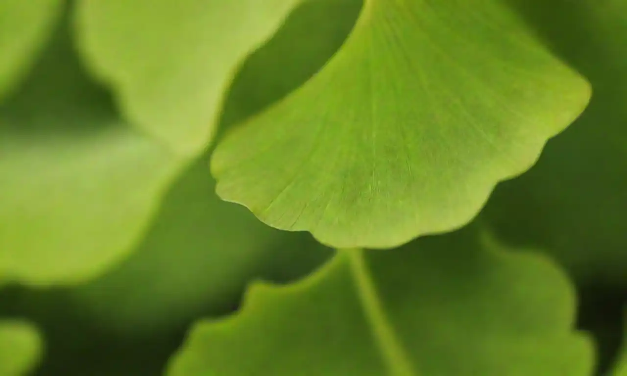 Cerca de hojas de ginkgo únicas en forma de abanico con colores verdes vibrantes.