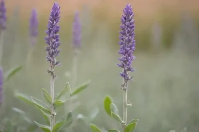 Dos tipos de plantas de salvia lado a lado