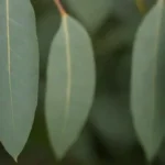 Un gráfico de comparación visual que muestra características clave de diferentes especies de eucaliptos.