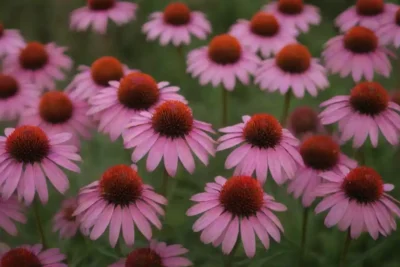 Una muestra vibrante de varias flores de Echinacea en diferentes colores y formas.