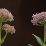 Comparación lado a lado de las plantas secas y frescas de valeriana con etiquetas destacando sus diferencias clave.