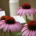 Cierre de flores de equinácea con papeles de investigación y suplementos de salud en el fondo.