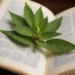 Un libro abierto con artículos científicos e ilustraciones de la planta milenrama.