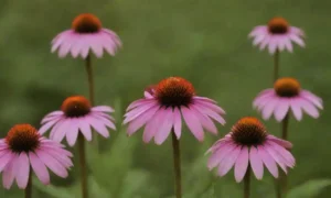 Flores de equinácea exhibidas junto con remedios herbarios y suplementos naturales.