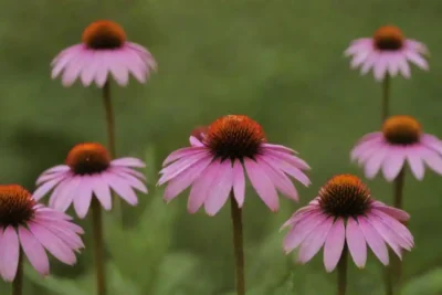 Flores de equinácea exhibidas junto con remedios herbarios y suplementos naturales.