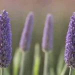 Comparación de flores lavandas y plantas de espiga lavanda que se muestran lado a lado.