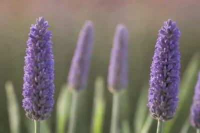 Comparación de flores lavandas y plantas de espiga lavanda que se muestran lado a lado.
