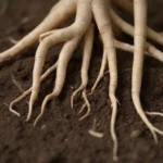Cerrar las raíces de ginseng junto con diversos factores ambientales como el suelo y las condiciones de agua.