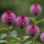 Guía detallada con imágenes y descripciones de diversas especies monarda silvestres en un entorno natural.