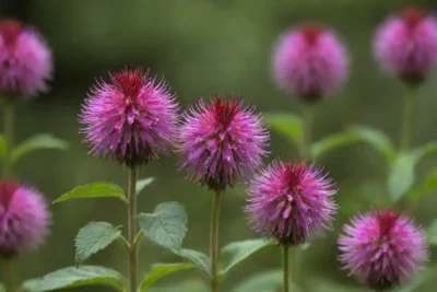 Guía detallada con imágenes y descripciones de diversas especies monarda silvestres en un entorno natural.