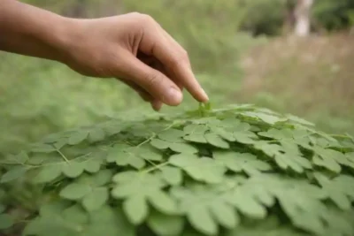 Las hojas de moringa se aplican en un jardín como un insecticida natural con plantas en el fondo.