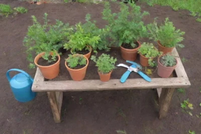 Un rincón sereno de naturaleza con hojas verdes