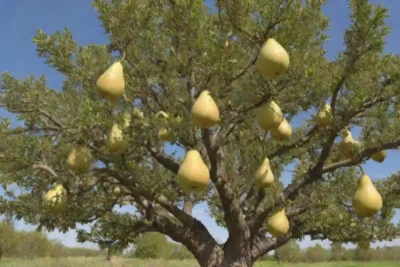 Árbol de pera plagado de pest con estrategias ilustradas para un control efectivo