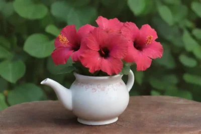 Un ambiente acogedor y sereno con flores de hibisco