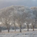 Árboles de eucalipto cubiertos de helada con un paisaje de invierno helado en el fondo.