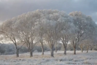 Árboles de eucalipto cubiertos de helada con un paisaje de invierno helado en el fondo.