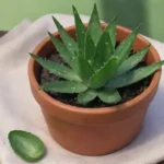 Es el aloe vera un remedio eficaz para la inflamación
