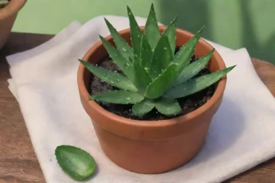 Una escena tranquila con una planta de aloe vera