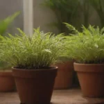 Potted Pimpinela plantas prosperando en un jardín interior bien iluminado.