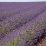 Campos de lavanda en plena floración durante días soleados de primavera