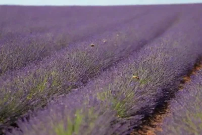 Campos de lavanda en plena floración durante días soleados de primavera