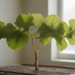 Hojas de Burdock dispuestas en un estante de secado en una habitación soleada.