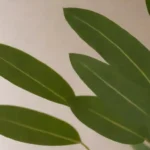 hojas de eucalipto mostradas en un entorno casero
