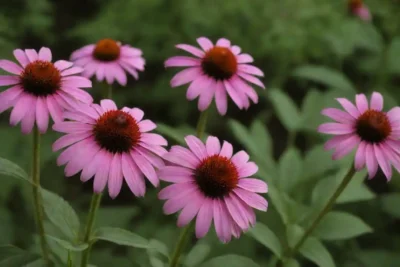 Flores de equinácea exhibidas junto con diversos ingredientes botánicos y remedios herbales.