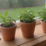Cuáles son los mejores tips para cultivar menta en casa