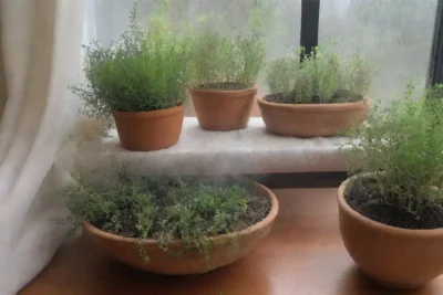 Un ambiente acogedor y aromático lleno de hierbas