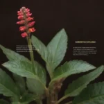 Ilustración de la planta Pimpinela con etiquetas destacando su historia