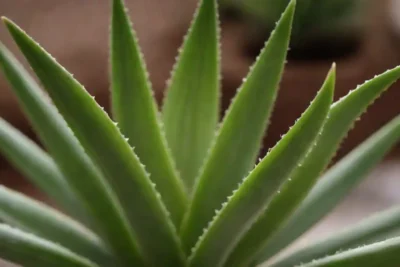 Planta de Aloe vera con una descripción de sus beneficios veganos fáciles de mostrar al lado.