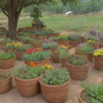 Qué aspectos culturales influyen en la cosecha de plantas medicinales