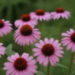 Flores de echinacea frescas dispuestas para secar