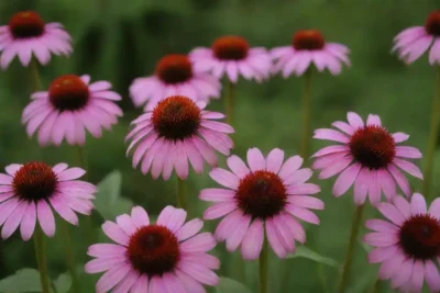Flores de echinacea frescas dispuestas para secar