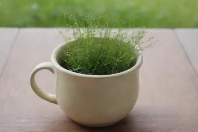 Un rincón acogedor con té