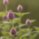 Cerca de plantas de nettle con granos de polen en el aire en medio de flores florecientes.