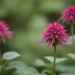 Planta Monarda exhibida junto a plantas similares