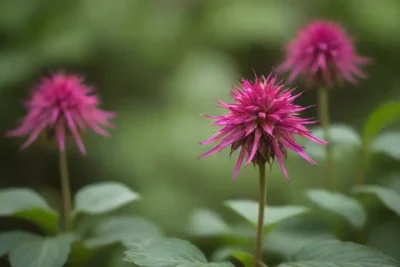 Planta Monarda exhibida junto a plantas similares