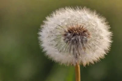 Una planta de león con sus semillas suaves cerca