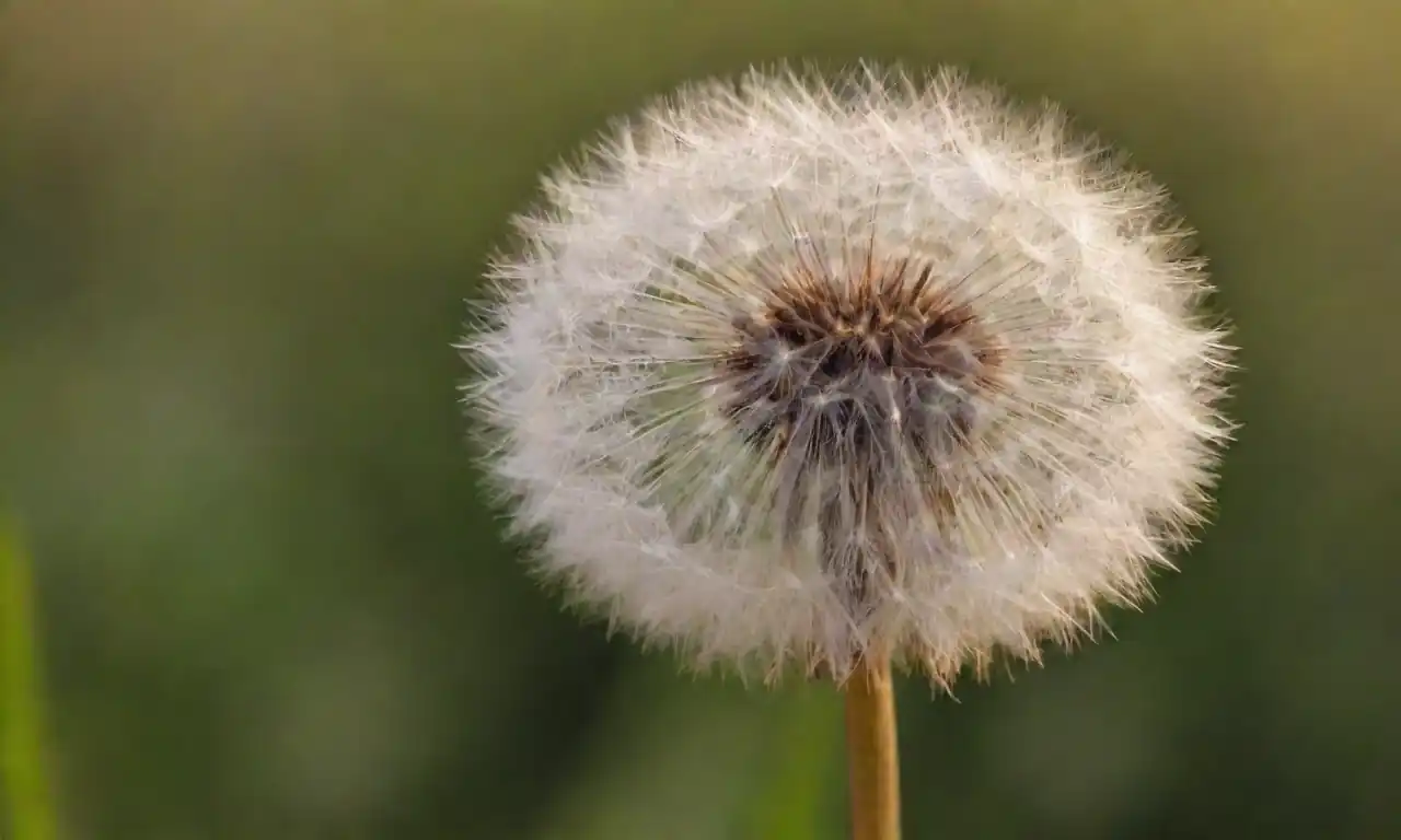 Una planta de león con sus semillas suaves cerca