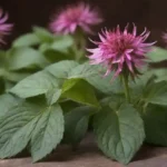 hojas frescas monarda dispuestas con remedios herbarios y usos tradicionales mostrados en el fondo.